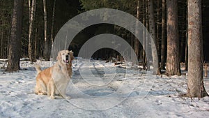 Golden retriever dog wainting in forest