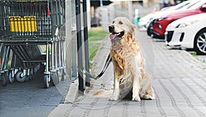 Golden retriever dog waiting owner at street