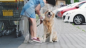 Golden retriever dog waiting owner at street