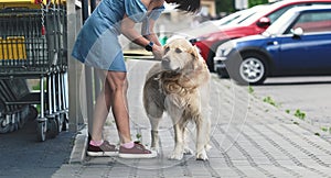 Golden retriever dog waiting owner at street