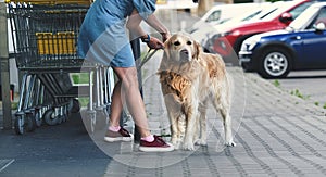 Golden retriever dog waiting owner at street