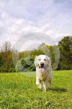 Golden retriever dog walking