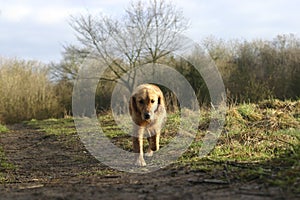 Golden retriever dog walking in the countryside