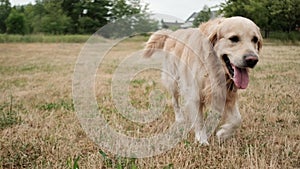 golden retriever dog walking on the field Outdoors