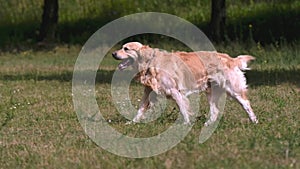 Golden retriever dog walking at nature