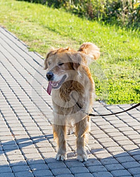 A golden retriever dog walking outdoor