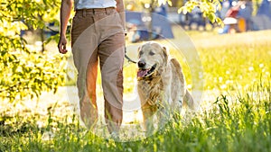 Golden retriever dog walking outdoors