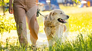 Golden retriever dog walking outdoors