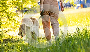 Golden retriever dog walking outdoors