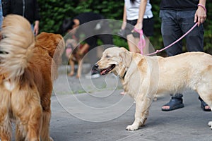 Golden retriever dog walking side by side with his owner