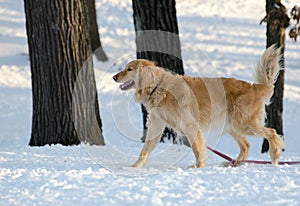 Golden Retriever Dog walking in Snow