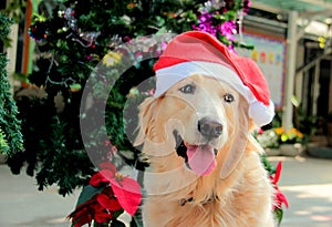Golden retriever dog wearing Christmas hat and smile
