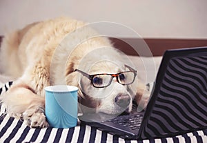 Golden retriever dog wearing eye glasses  lying down with computer laptop and blue cup of coffee