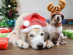 Golden retriever dog wearing red Christmas  hat laying down with small white Chihuahua dog wearing reindeer hat lookng to the