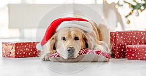 Golden retriever dog in Christmas time