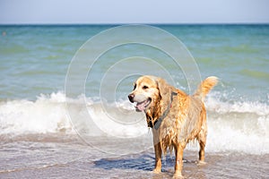 Golden Retriever dog wet, coming out of the sea