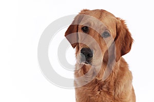 Golden retriever dog  on a white background