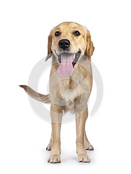 Golden Retriever dog on white background