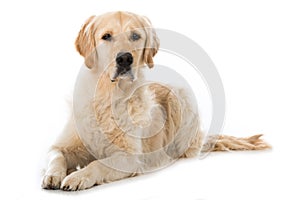 Golden Retriever dog on white background