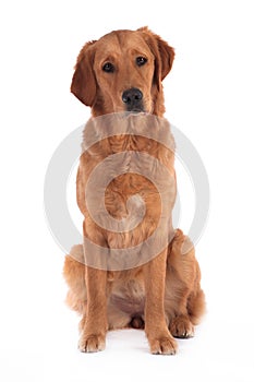 Golden retriever dog  on a white background