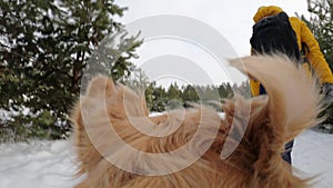 Golden retriever dog in winter