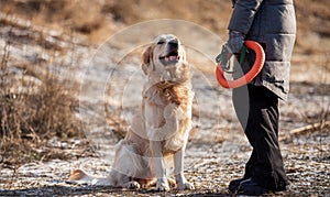 Golden retriever dog with woman