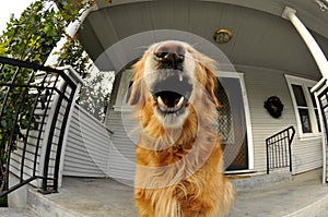 Golden Retriever Dog Yawning