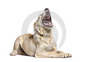 Golden Retriever dog yawning, lying down, isolated on white