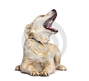 Golden Retriever dog yawning, lying down, isolated