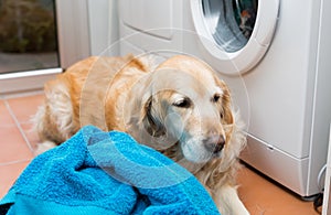 Golden Retriever doing laundry