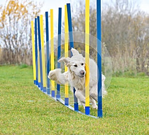 Golden Retriever doing slalom in agility