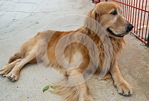 The Golden Retriever in domesticated pet is a medium sized dog.