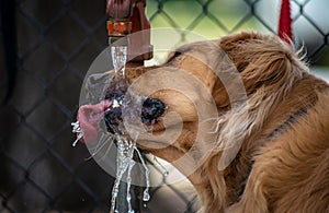 Golden Retriever Drinking Water