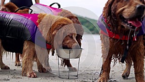 Golden Retriever drinking water during relaxing on the beach. Dog lifestyle and recreation on summer holiday