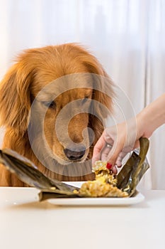 Golden Retriever eating food