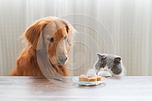 The golden retriever and the English shorthaired cat look at the food on the table