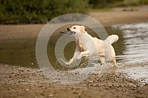 Golden Retriever enjoys lake