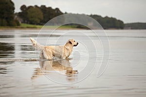 Golden Retriever enjoys lake