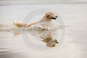 Golden Retriever enjoys lake