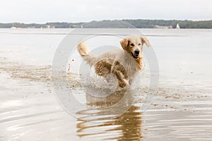 Golden Retriever enjoys lake