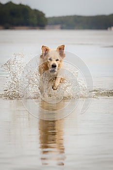 Golden Retriever enjoys lake