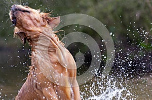 Golden retriever enthusiastically plays in the water