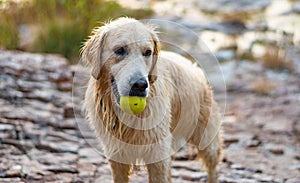 Golden retriever face dog with smile, Le muy, France photo