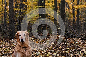 Golden Retriever in Fall or Autumn