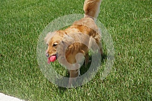 Golden retriever fetches and retrieves in the grass