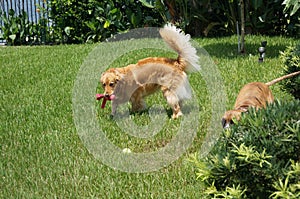 Golden retriever fetches and retrieves in the grass
