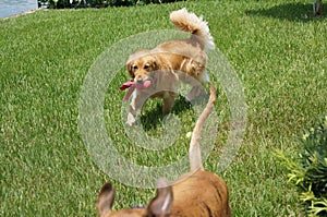 golden retriever fetches and retrieves in the grass