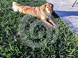 golden retriever fetches and retrieves in the grass