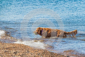 Golden Retriever fetching ball in water