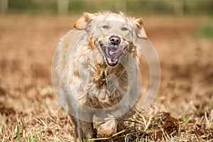 Golden Retriever in Fields photo